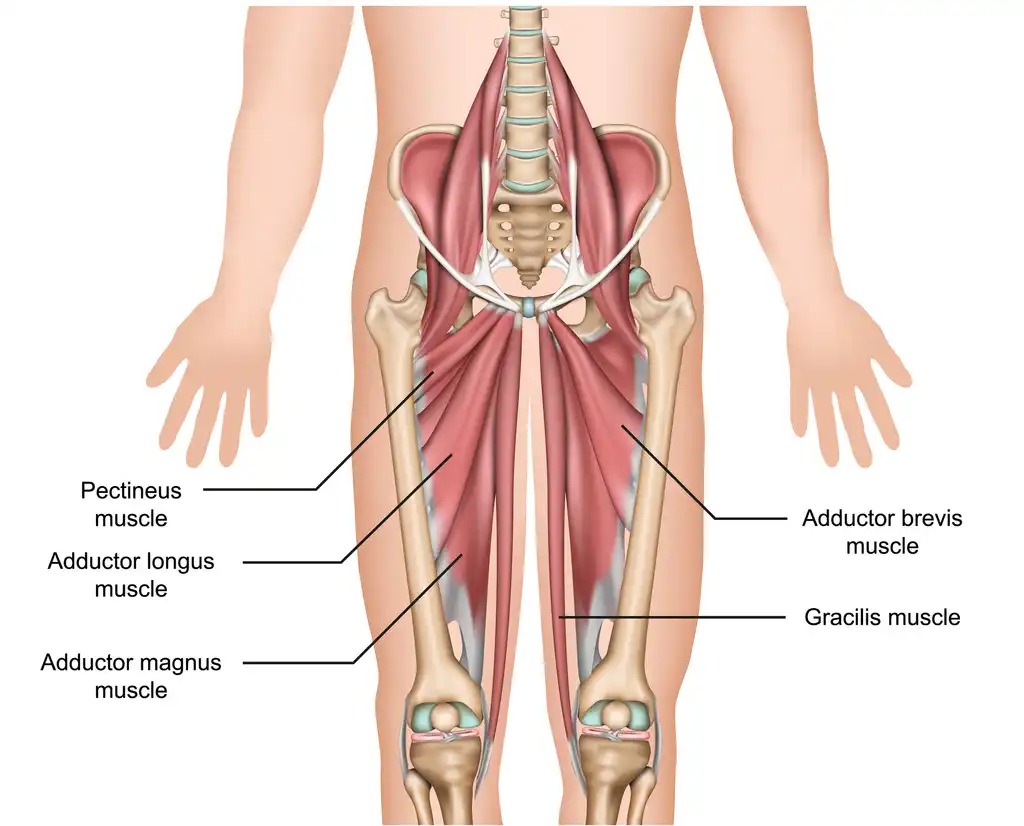 Understanding Groin Pain and its Causes