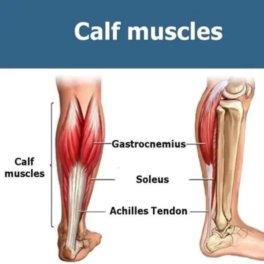  Calf Muscles